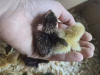 Quails — புகைப்படம் 2