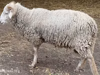 Baran, Owce — zdjęcie 1