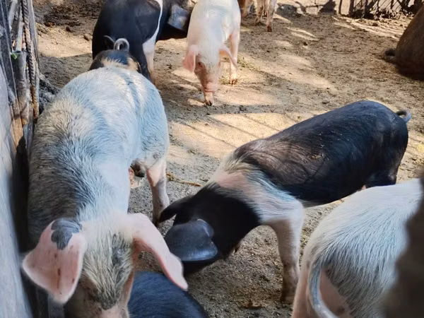 Boar, Pigs