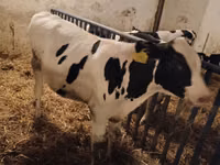 Buqa, Russian Black pied cattle — 1-rasm