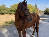 母马, Horses — 照片 4