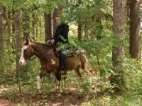 Cavalo, Pinto horses — foto 3
