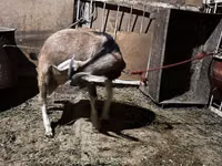Kozel, Nubian Goat — foto 3