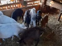 Billy Goat, Goats — photo 3