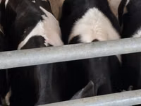 Toro, Russian Black pied cattle — foto 4