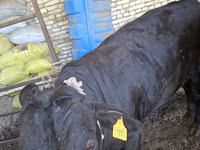 Taureau, Aberdeen-Angus — photo 4