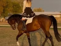ცხენი, Hanoverian — ფოტო 6