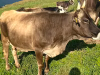 Krowa, Simmental cattle — zdjęcie 1