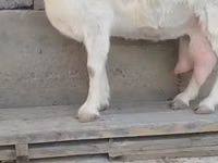 Dişi keçi, Saanen goat — foto 2