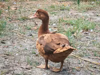 Ducks — फ़ोटो 2
