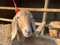 ცხვარი, Arashan sheep — ფოტო 1
