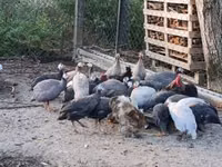Guinea fowl — फ़ोटो 1