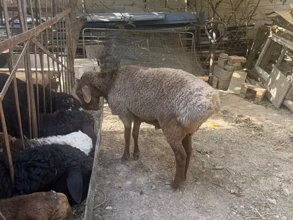 公羊, Sheep