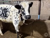 İnek, Russian Black pied cattle — foto 1