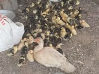 Ducks — foto 1