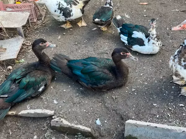 Turkeys — Ermenistan