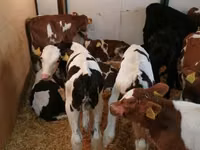 Bovinos (lote, sexo no especificado), Simmental cattle — foto 6