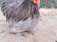Bantam de Pequim — foto 4