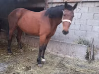 Mare, Horses — photo 4