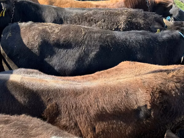 Bull, Cattle