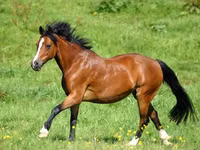 馬（ロット、性別未指定）, Horse breed — 写真 4