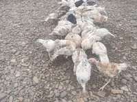 Turkeys — foto 2
