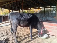 Krowa, Swiss cattle — zdjęcie 5