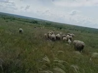 Beran, Merino sheep — foto 5