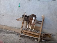 Taka, Toggenburg goat — 7-rasm