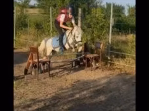 Horse (M), Shetland Pony