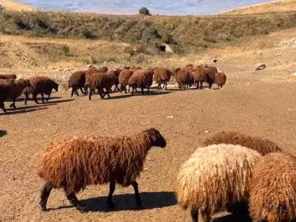Oveja, Ovejas