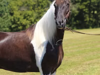 Hengst, Tennessee Walking Horse — Foto 7
