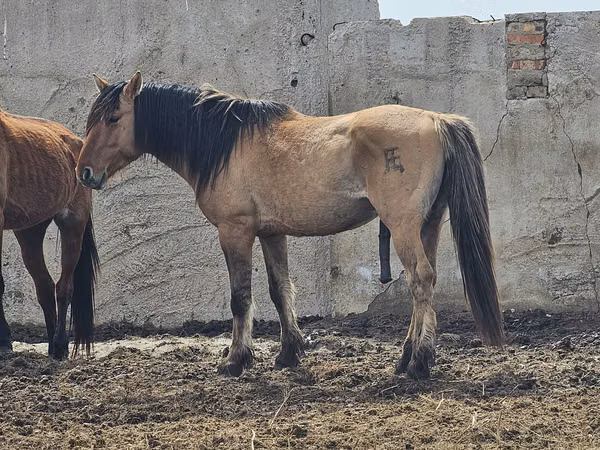 حصان, Mugalzhar horse