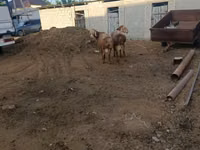 Ram, Arashan sheep — photo 7