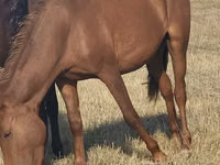 Klisna, Horse breed — foto 1
