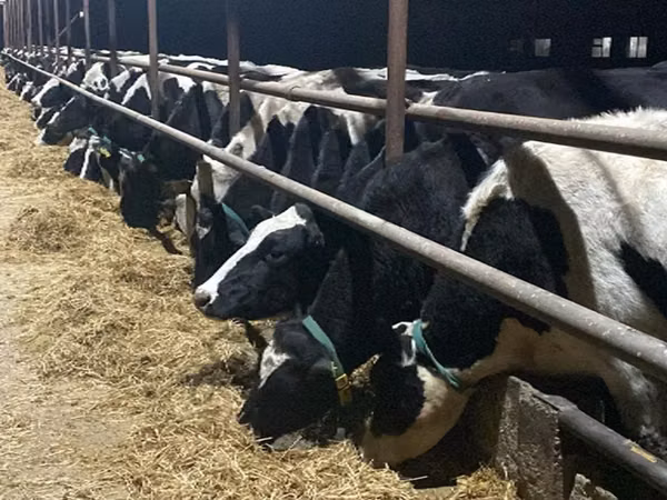Krava, Russian Black pied cattle