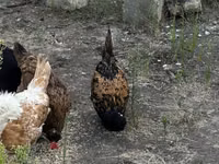 Chickens — zdjęcie 5