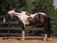 குதிரை, Friesian — புகைப்படம் 5