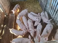 Чочколор (партия, жынысы көрсөтүлгөн эмес), Чочколор — сүрөт 5