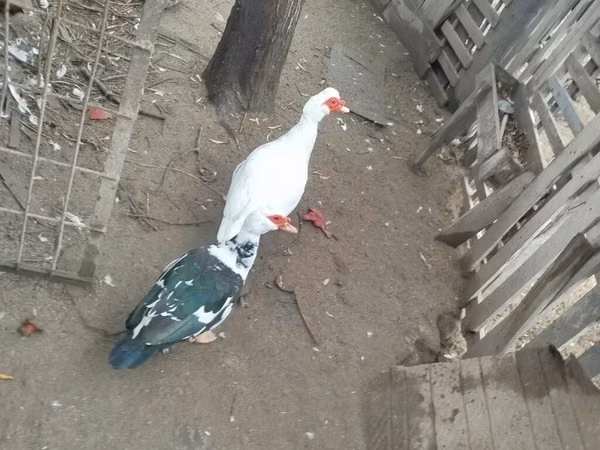Ducks
