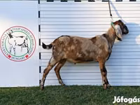 Kozioł, Nubian Goat — zdjęcie 2