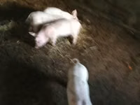 豚（ロット、性別未指定）, 豚 — 写真 2