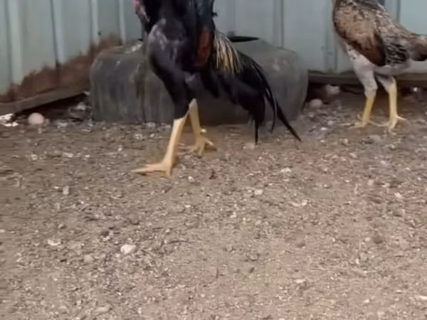 Dominant