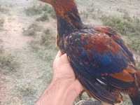 Chickens — zdjęcie 4
