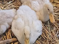 Deutscher Pekin — Foto 2