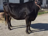 Vaca, Raça Holstein — foto 7