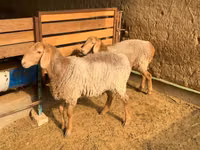 母羊, Hissar sheep — 照片 2