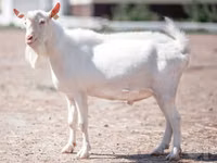 Kozy (partia, płeć nieokreślona), Saanen goat — zdjęcie 2
