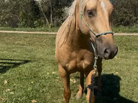 فرس, Quarter Horse — الصورة 2