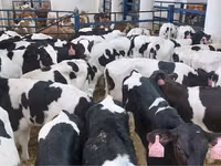 Taureau, Race Holstein — photo 3